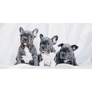 Osuška 70x140 - French Bulldogs