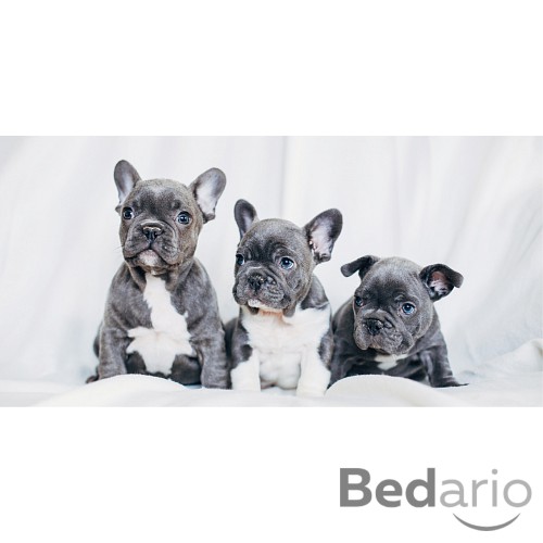 Osuška 70x140 - French Bulldogs