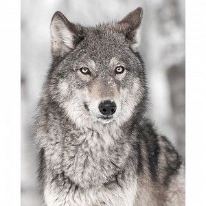 Dětská deka 120x150 Vlk