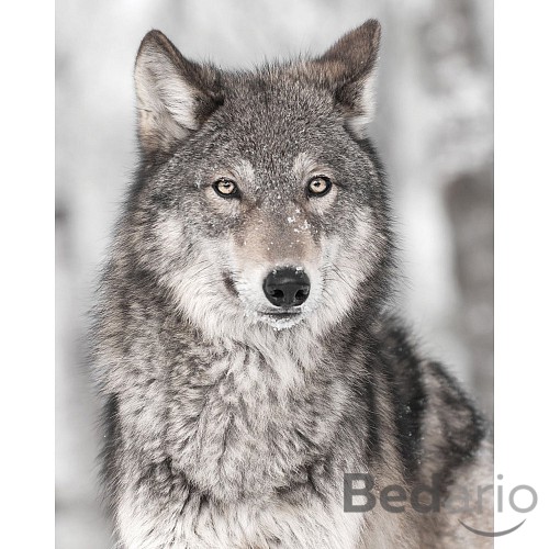 Dětská deka 120x150 Vlk